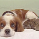 Image for article titled Top 10 Of 2008: Carrie Bradshaw, Cute Animals, & Creeps